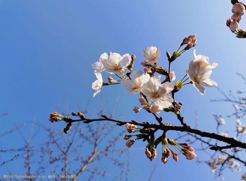 樱花背景春日樱花