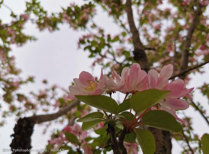 樱花背景春意