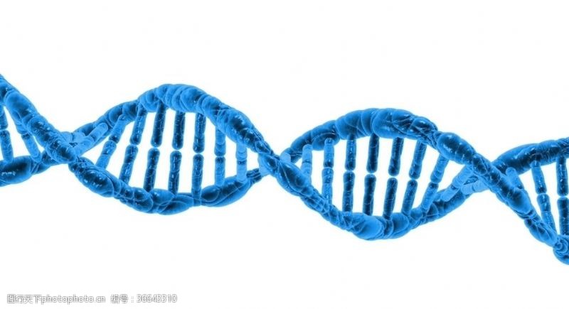DNA基因双螺旋结构