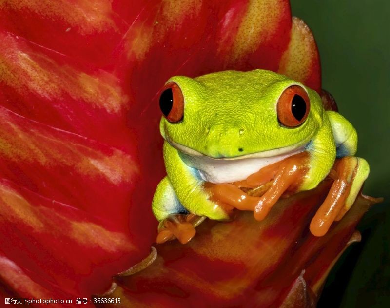 绿色青蛙红眼睛青蛙