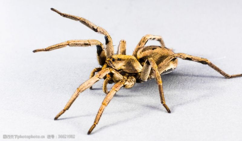 动物头部图标黄色的巨大的蜘蛛
