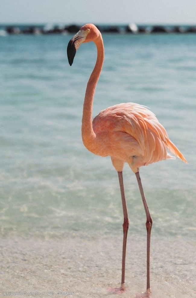 粉色火烈鸟湖边站立的粉红色火烈鸟