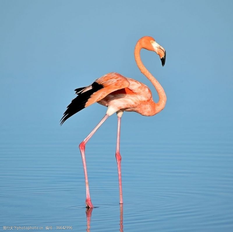 粉色火烈鸟湖里的粉红色火烈鸟