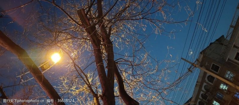 电影角色树杈树木头断面灯光蓝