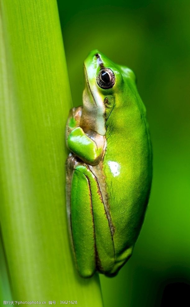 绿色青蛙鲜艳绿色有毒树蛙