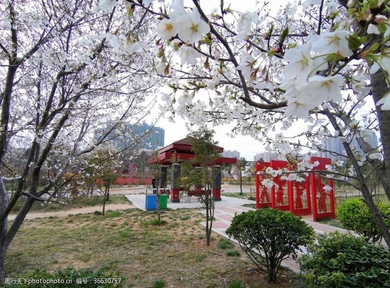 樱花公园樱花和凉亭