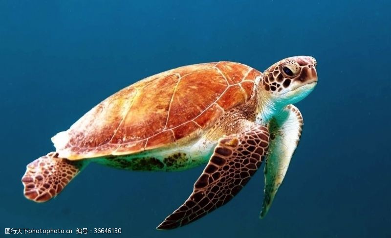 度假海里游泳的海龟