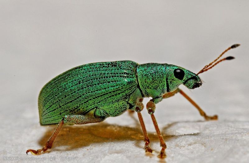 可爱的小象绿色昆虫象鼻虫
