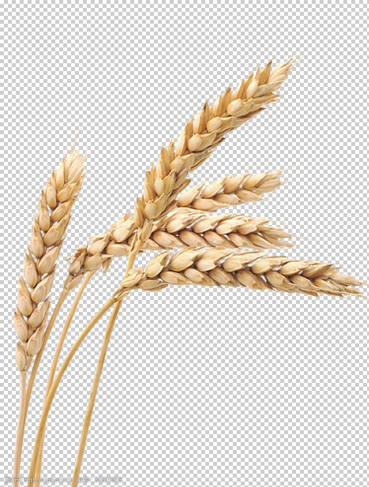 丰收农机简介透明小麦png素材