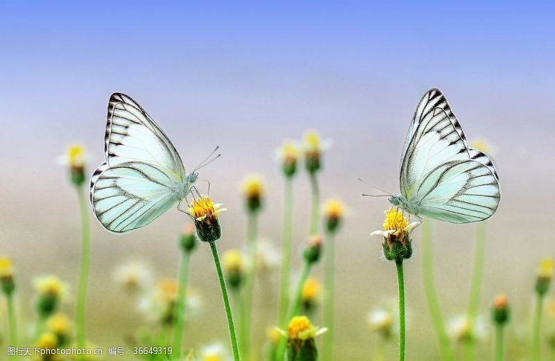 蝶双飞两只停在花朵上的对视蝴蝶