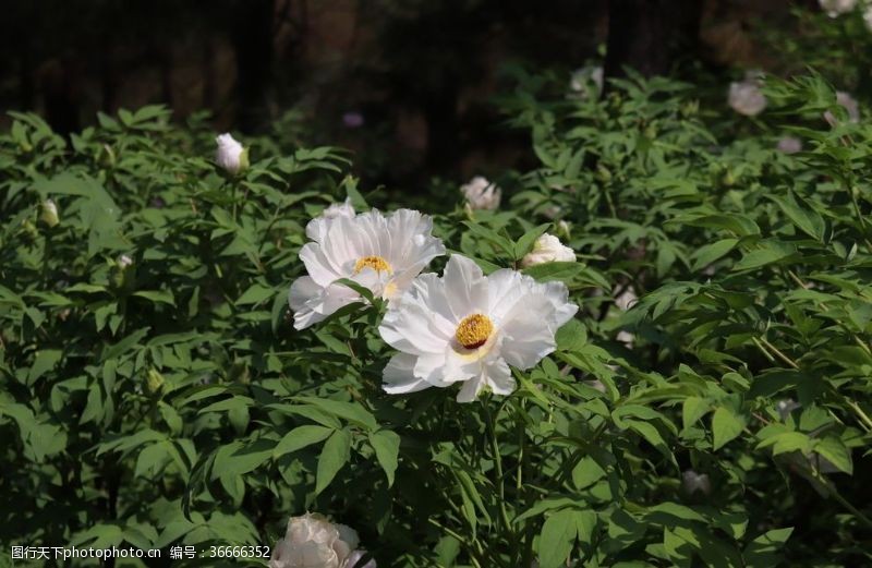 洛阳牡丹花节芍药花