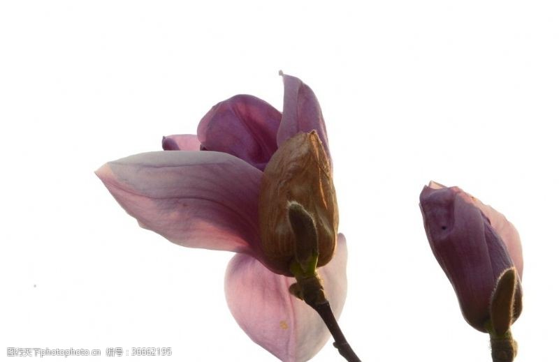 花草树木紫玉兰花