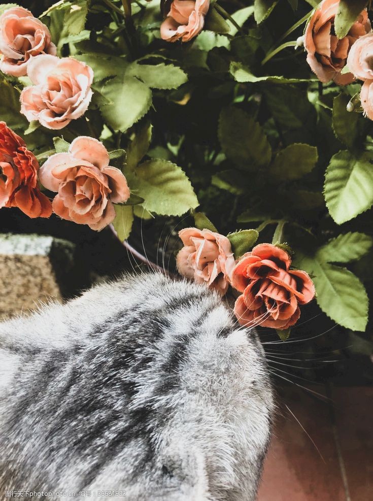 嗅嗅猫嗅鲜花摄影图