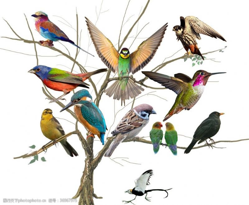 奇妙自然奇妙的鸟世界