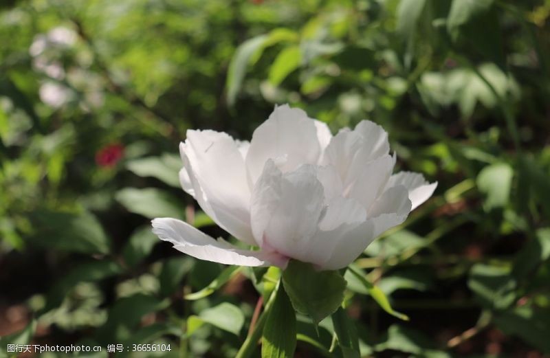 洛阳牡丹花节芍药花