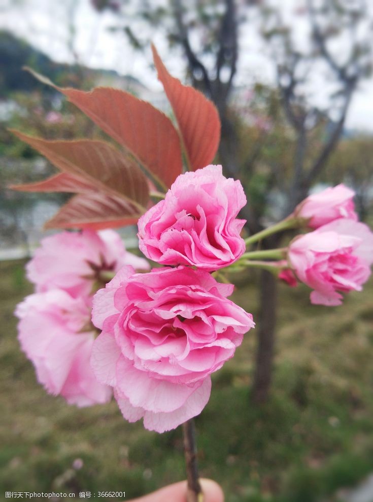 粉红色樱花樱花