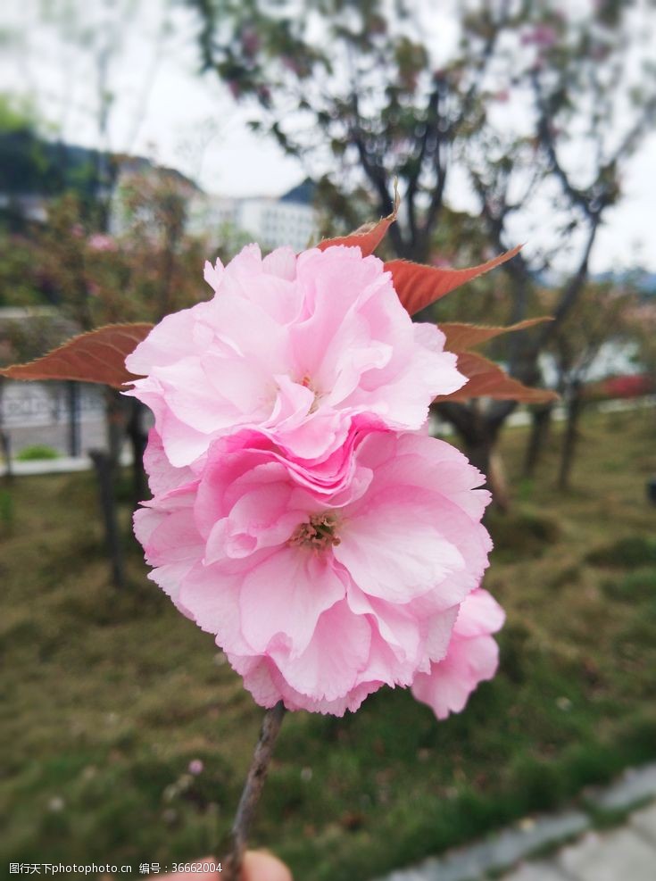 粉红色樱花樱花
