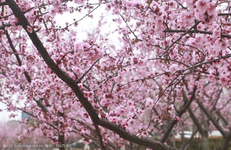 粉红色樱花景观桃树