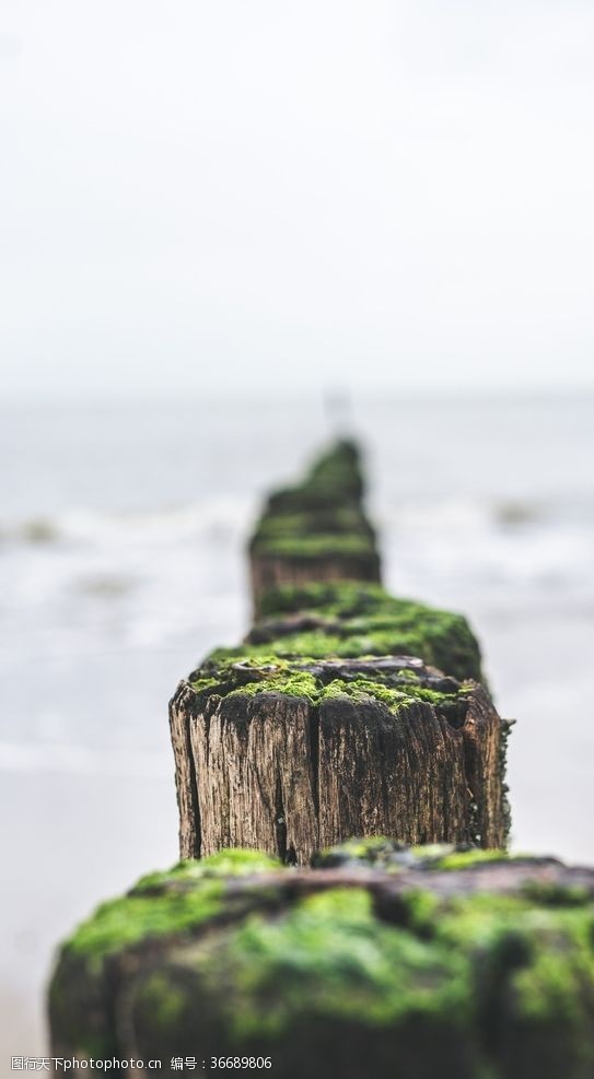 木桩树墩子青苔海上素材