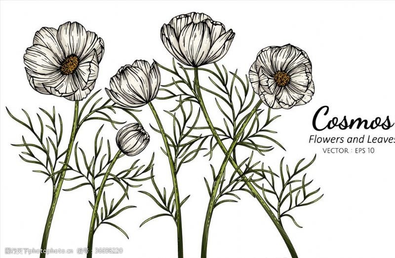 植物花背景图片免费下载 植物花背景素材 植物花背景模板 图行天下素材网