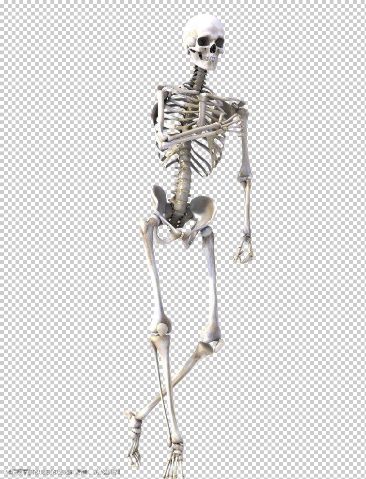 骸骨图片免费下载 骸骨素材 骸骨模板 图行天下素材网