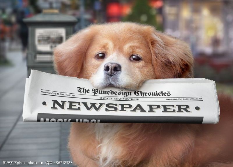 院内小设计小狗报纸
