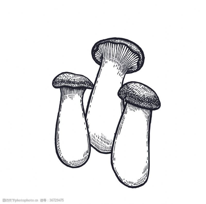 手绘矢量西芹蔬菜蘑菇