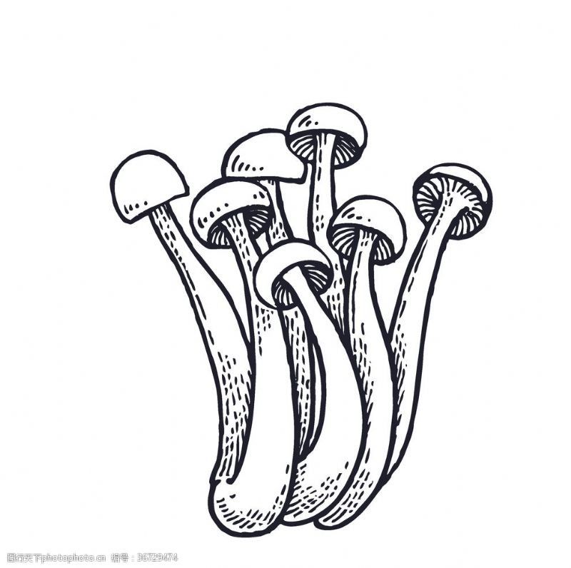 手绘矢量西芹蔬菜蘑菇