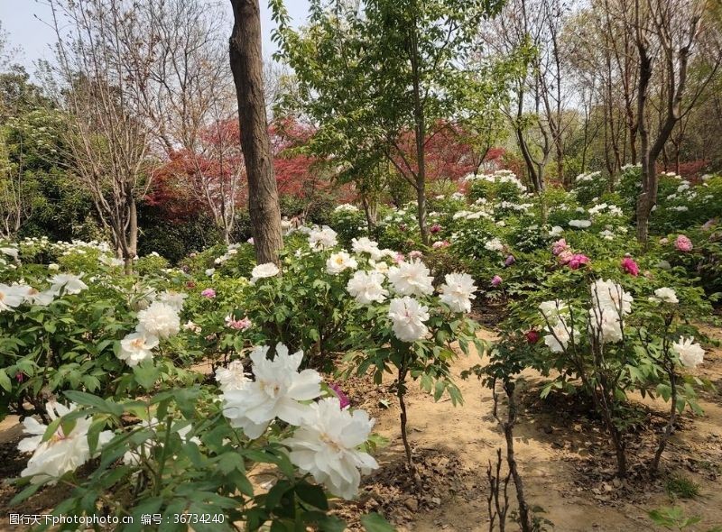 洛阳牡丹花节白牡丹