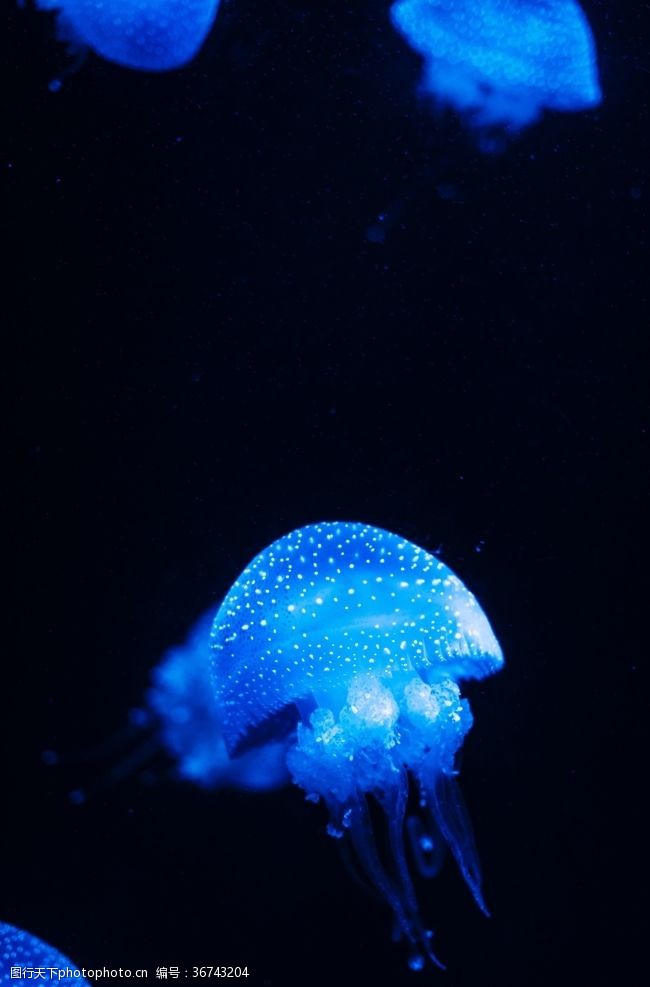蓝色的深海的蓝色水母