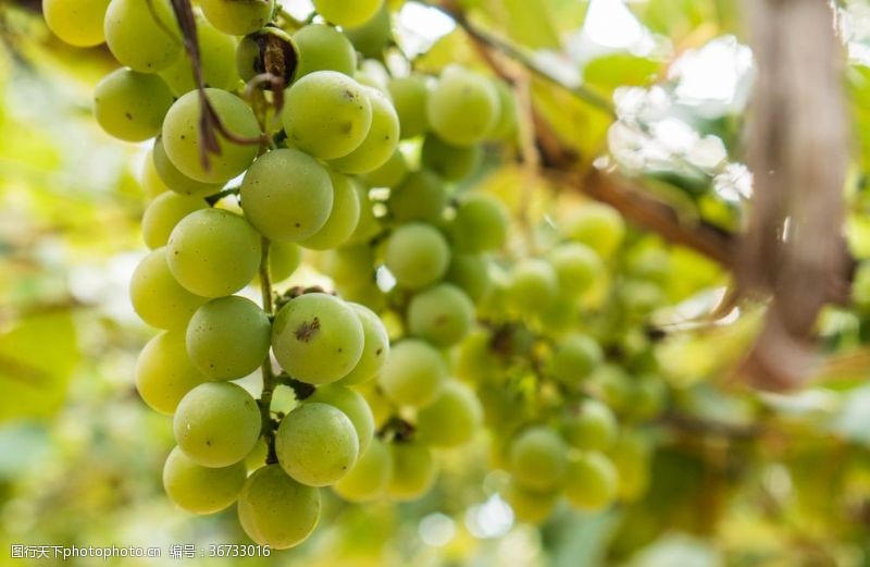 熟透的葡萄吐鲁番的葡萄熟了