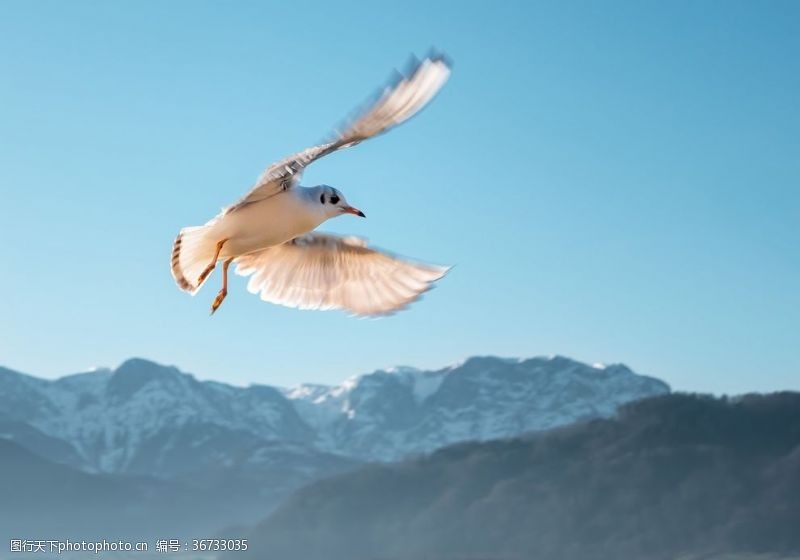山野自由飞翔的鸟儿