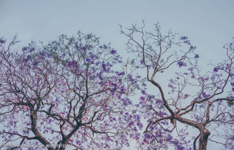 蓝色的蓝天下的紫色树木
