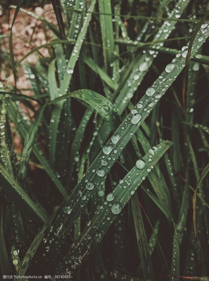 叶上水滴茅草上的雨滴