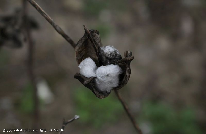 木棉树棉花