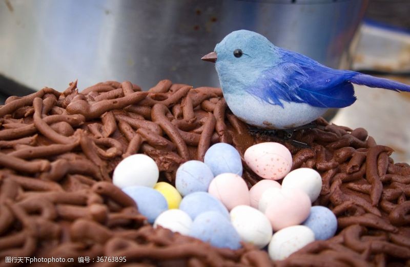 蓝色的鸟巢里的鸡蛋
