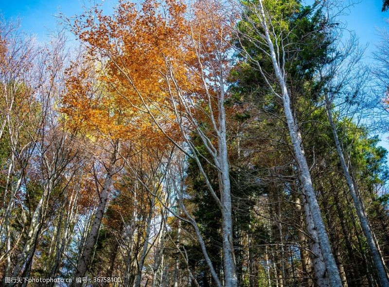 多彩的树木秋季森林