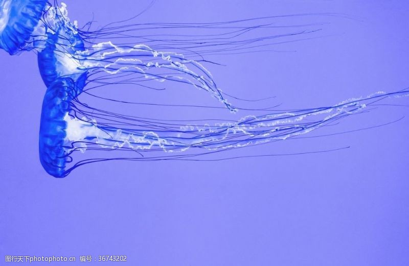 蓝色的游动的透明水母