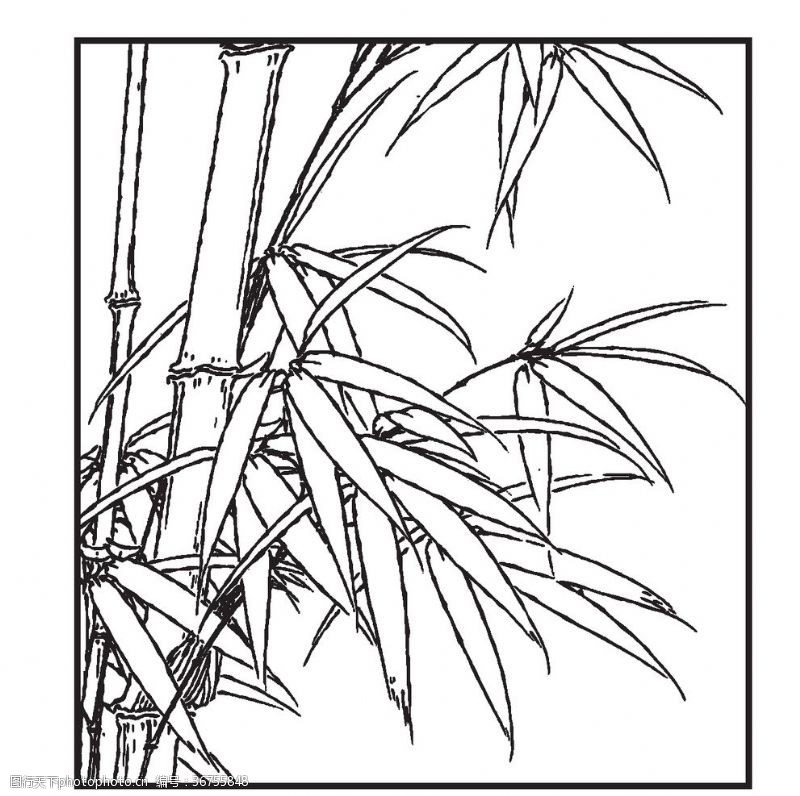 线条生长竹子