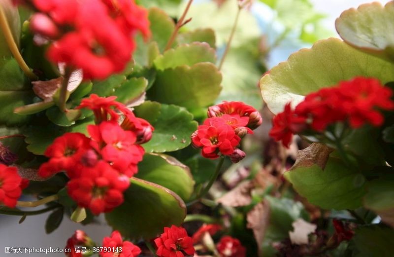 冬花图片免费下载 冬花素材 冬花模板 图行天下素材网