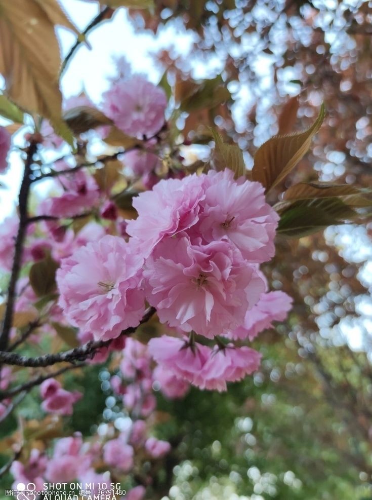 粉红色樱花樱花