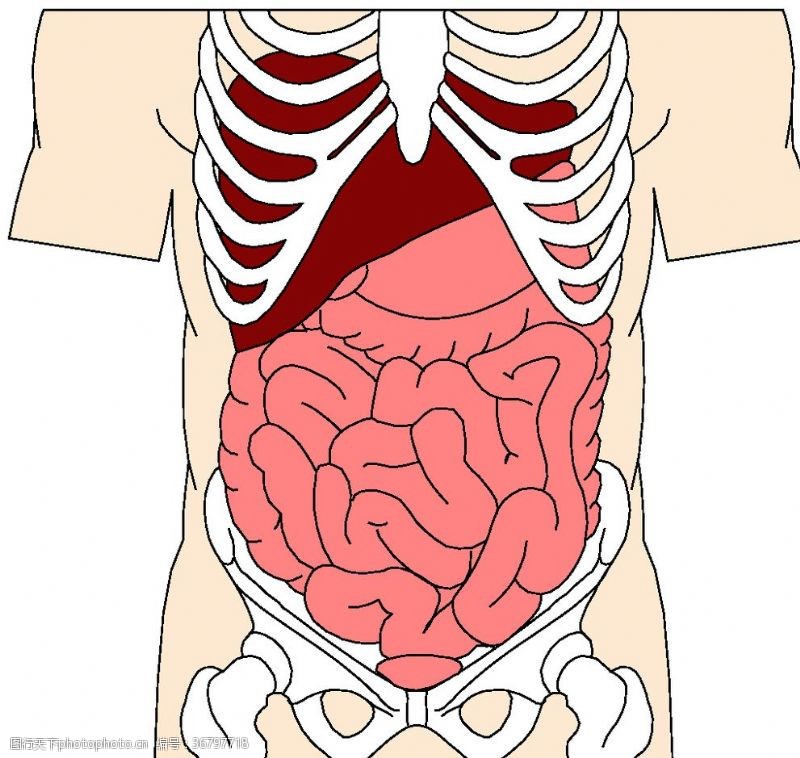 胸大肌肠消化系统