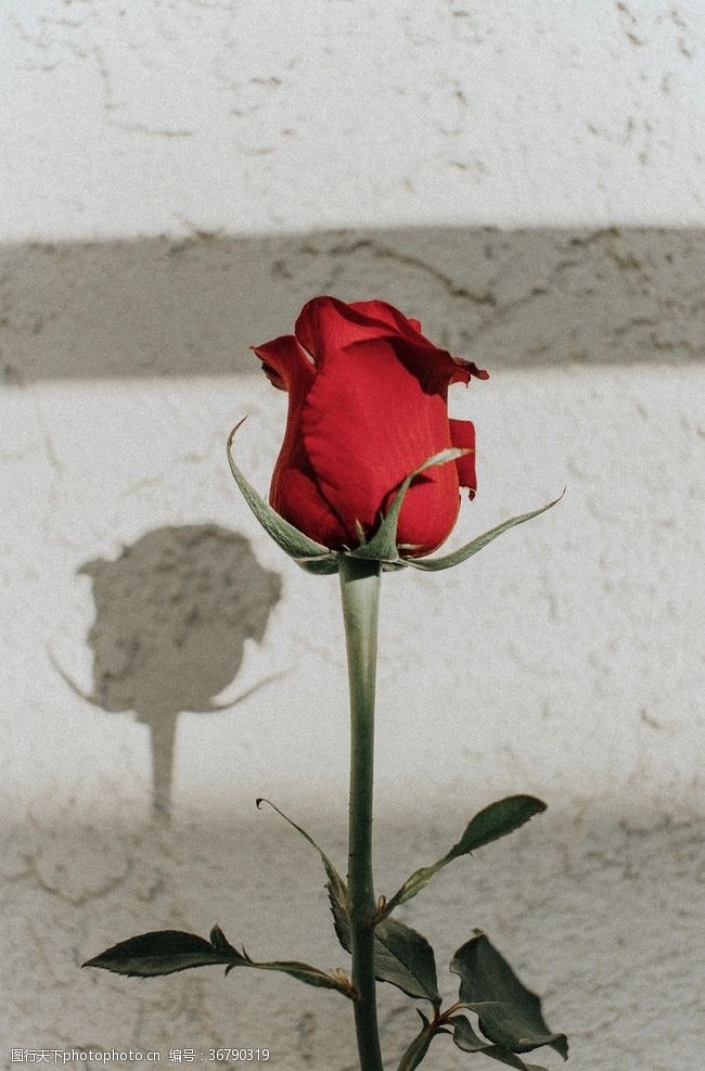 红墙墙壁边的红玫瑰