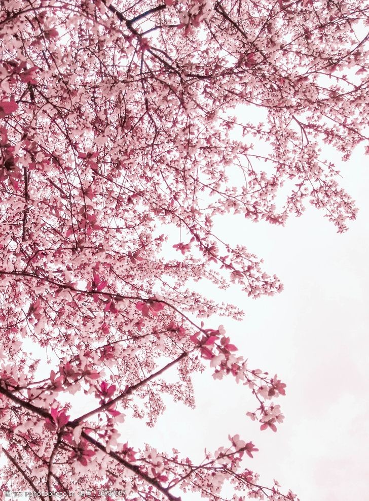 粉红色樱花紫叶李叶子春天树叶树枝