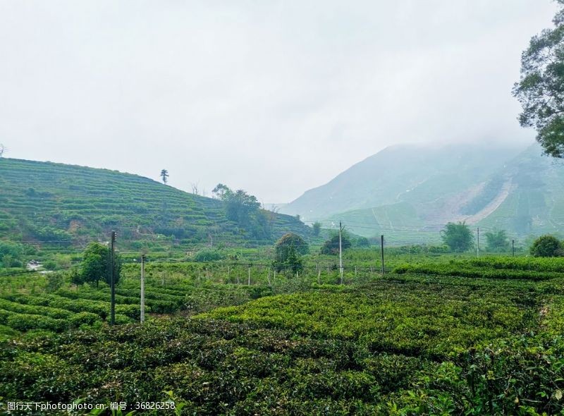 云雾缭绕茶山