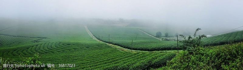 纸带效果绿色植物