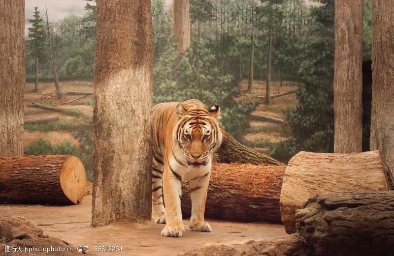 伐木面临砍伐困境中的老虎