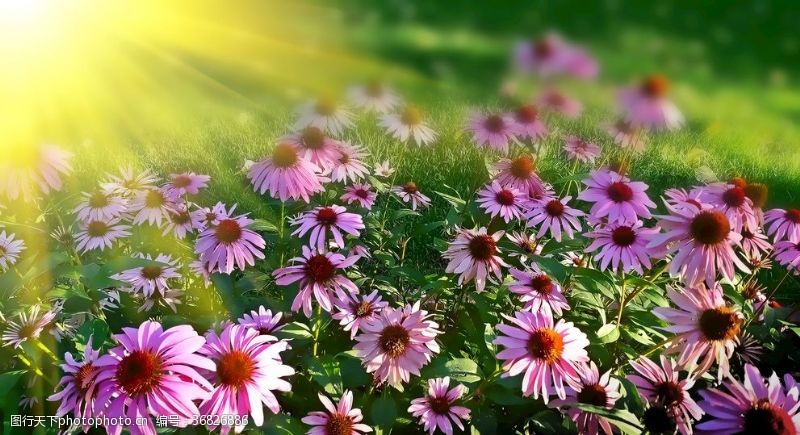 粉红色阳光阳光下的菊花丛