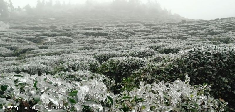 蒙胧冰雪中的山茶树
