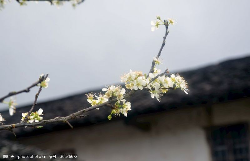 春意盎然李子花开